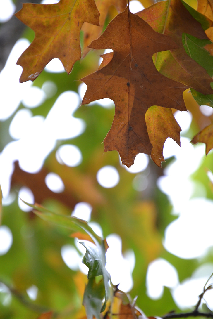 hösten, lämnar, Encino, Oak, lövverk
