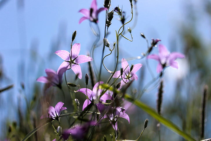 Bellflower, fialový květ, louka, Příroda, závod, květ, růžová barva