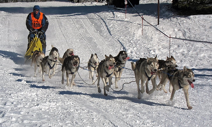 chiens, course, musher, concours, hiver, neige, glace