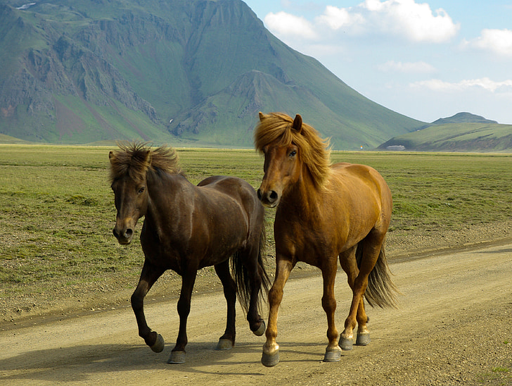 cavalos, Islândia, landmannalaugar, cavalo, animal, natureza, mamífero