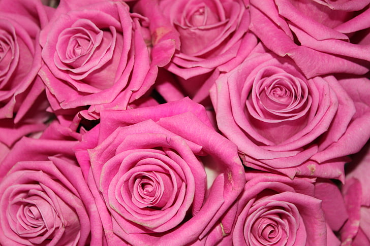 ruusut, kukat, vaaleanpunainen ruusu, Luonto, Blossom, Bloom, Rose - kukka