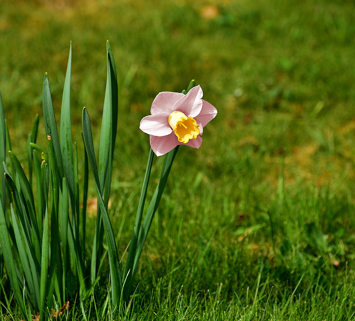 Narcissus, Blossom, Bloom, Rosa, Daffodil, våren, blomma