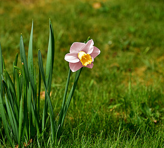 Narcissus, Blossom, Bloom, Rosa, Daffodil, våren, blomma