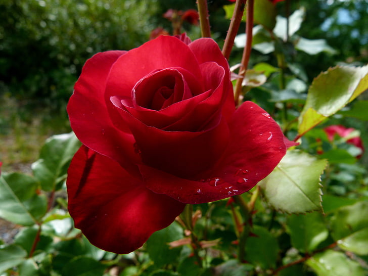 Rosa, vermell, flor, macro, natura, jardí, florit