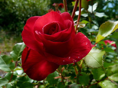 Rose, rouge, fleur, macro, nature, jardin, s’épanouit