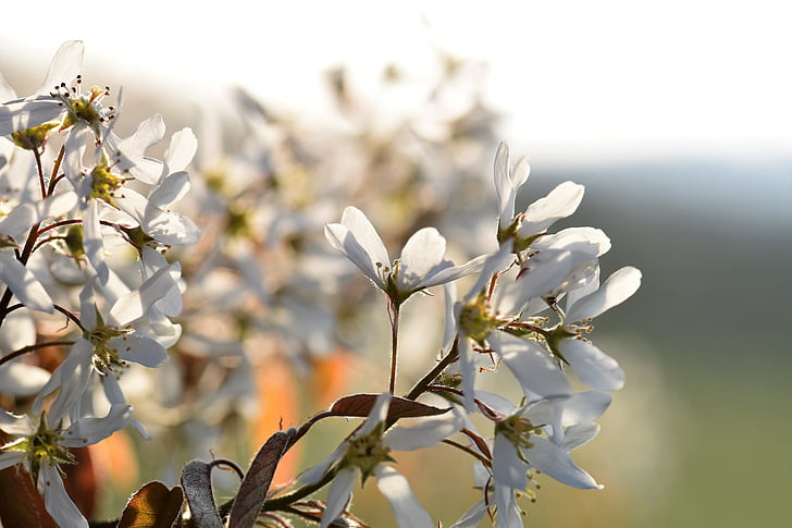 Amelanchier, arbre, Blossom, Bloom, Inflorescence :, printemps, Direction générale de la