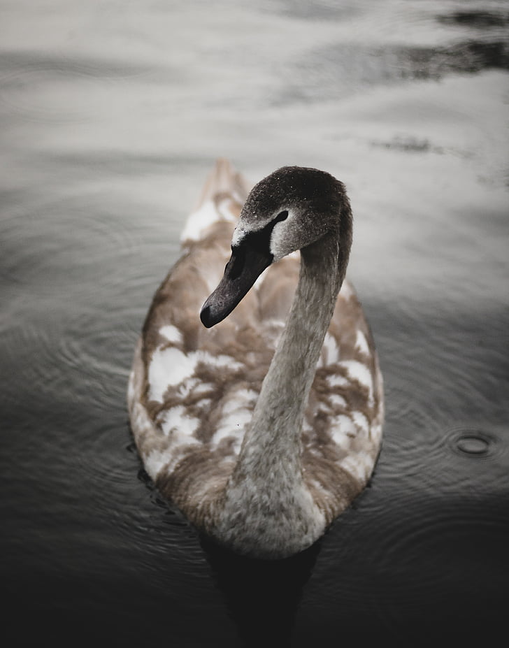 brown, white, black, swan, duck, bird, animal