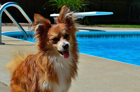 dog, puppy, pool, cute, summer, portrait, animal