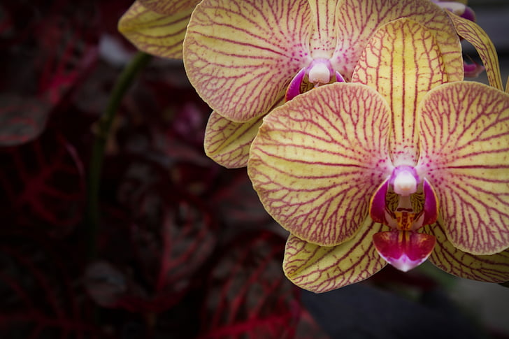 Orchid, keltainen, vaaleanpunainen, kukka, eksoottinen, tyylikäs, värikäs