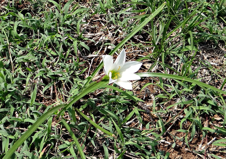 Fairy lily, Zephyr-Lilie, Regen-Lilie, Zephyranthes candida, Amaryllisgewächse, rainlily, Blume