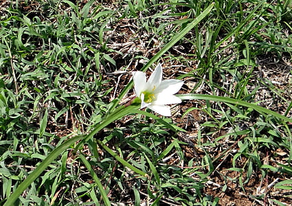 Fairy lily, Zephyr lily, lietus lily, zephyranthes candida, Amaryllidaceae, rainlily, puķe