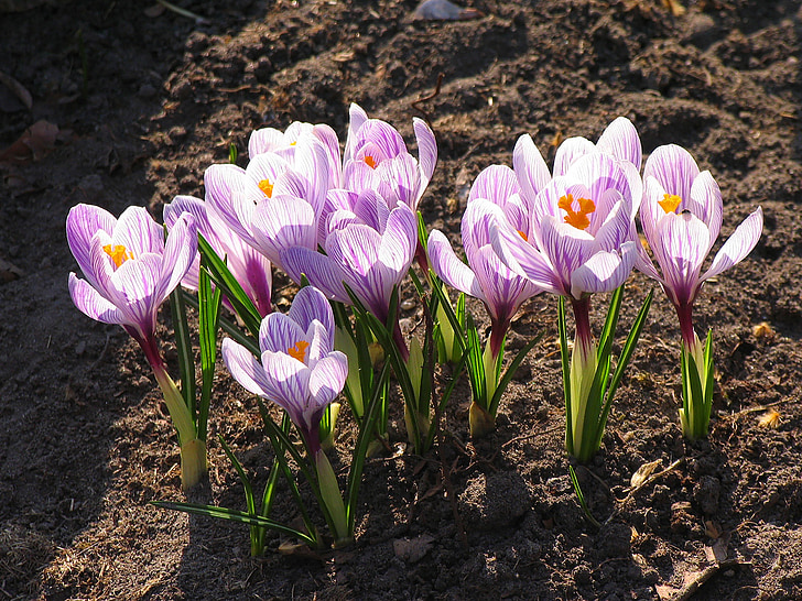 Crocus, dingin, bunga, musim semi, mekar, bunga ungu pucat, Taman