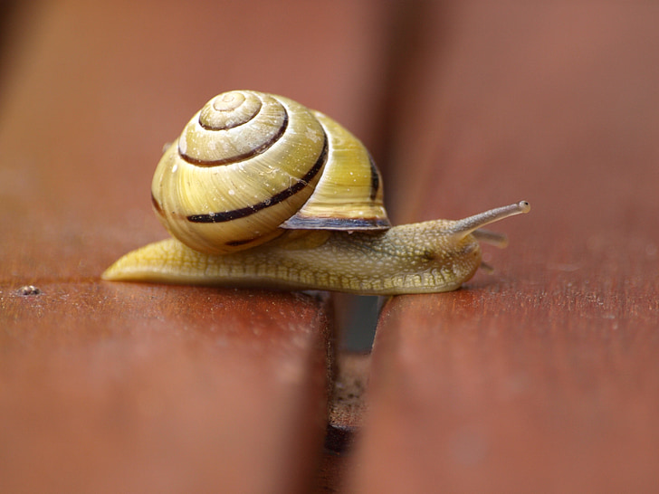 snail, shell, mollusk, slowly