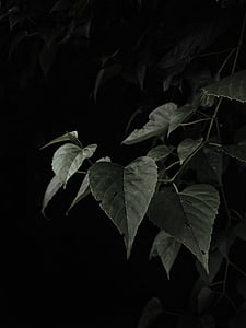 листа, Грийн, растителна, Градина, тъмно, природата, листа