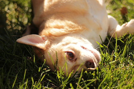 hunden, Chihuahua, solfylte, natur