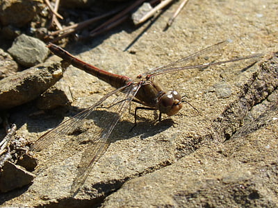 dragonfly, winged insect, detail, sympetrum striolatum, rock