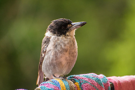 butcherbird, Australia, burung, terbang, sayap, bulu, satwa liar