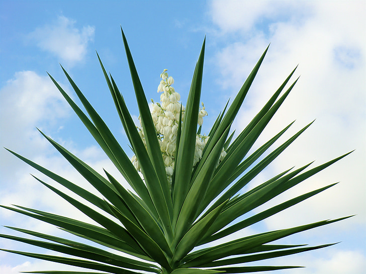 plant, sky, nature, garden, plants, beautiful, summer