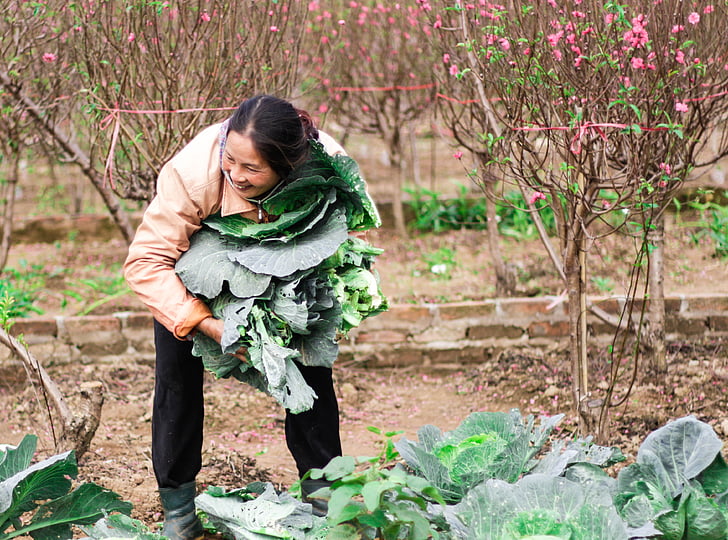 raccogliere le verdure all'inizio della primavera, agricoltore, Peach tan, Hanoi, bei momenti, solo donne, solo una donna