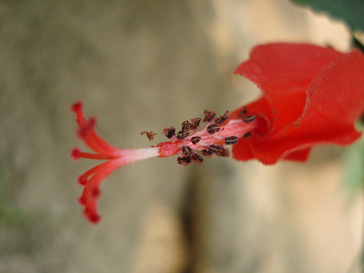 Hibiscus rosa, virág, piros, természet
