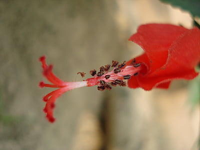 Hibiscus rosa, kukka, punainen, Luonto