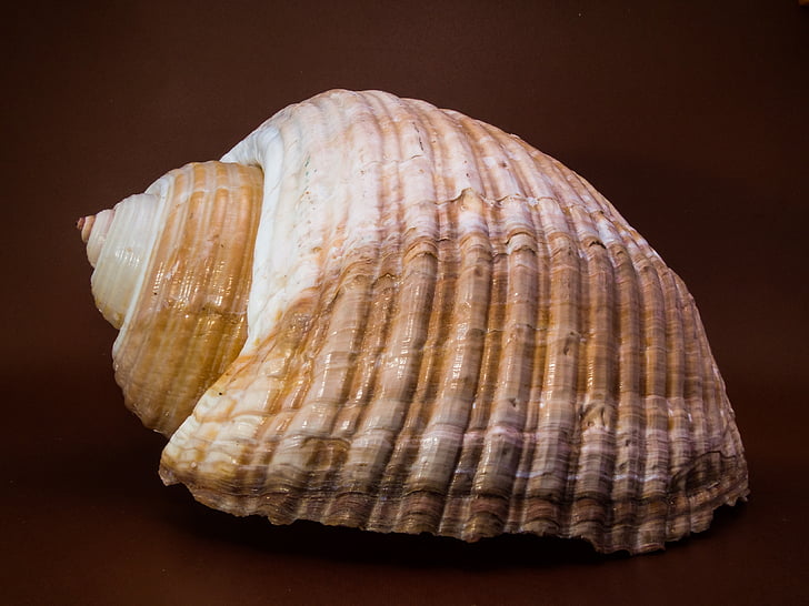 shell, snail, close