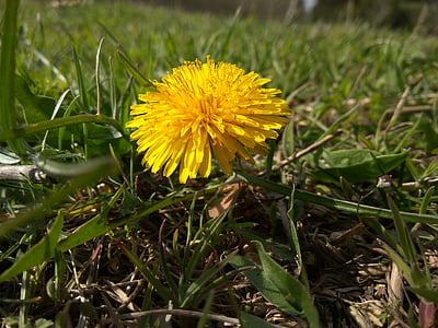 Dandelion, bunga kuning, bunga dari bidang, bunga musim semi, bunga liar, makro
