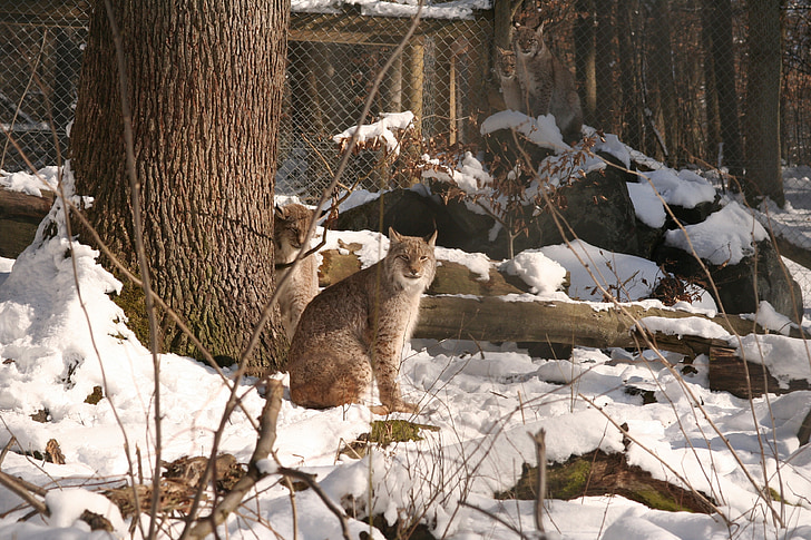 Lynx, lynx Lynx, macrofamilles lynx, chat, Wildcat, animaux, mammifères