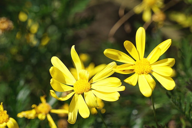 Keltaiset kukat, Flora, kesällä, kukinta, Luonto, Puutarha, kasvi