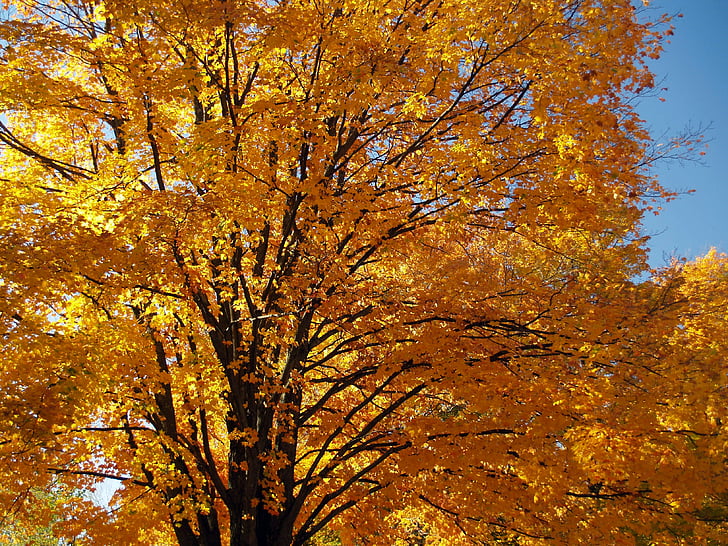 rudens, zaļumi, dzeltena, rudens lapas, kļavas, oktobris, kritums