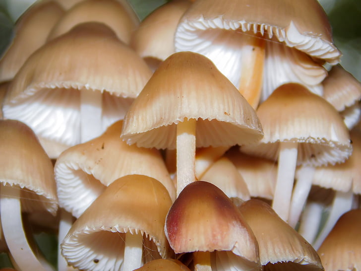 houby, stromu houba, Les, hnědá, lamelární, büschelig, Skupina