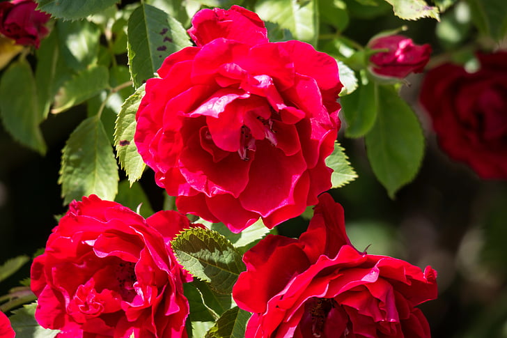 Rose, rouge, Rosenstock, floraison rose, magenta, rose rouge, Blossom