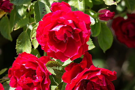 Rožė, raudona, Rosenstock, rožės žydi, rausvai raudona, raudona rožė, žiedų