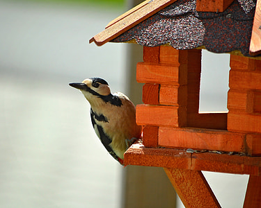 woodpecker, bird, animal, forest bird, forest, great spotted woodpecker, aviary