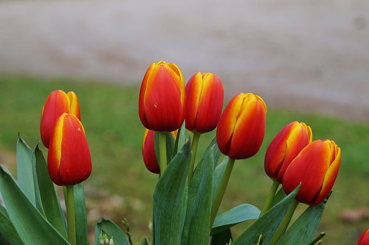 Tulipaner, blomster, natur, rød, forårsblomster, kronblade, Bloom