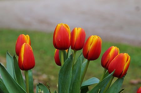 tulips, flowers, nature, red, spring flowers, petals, bloom