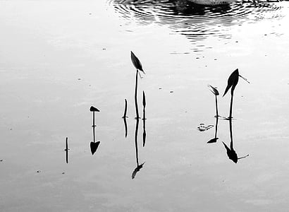 reflectie, zwart-wit, rivier, blad, natuur, water, vogel