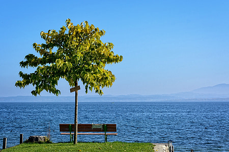 树, 银行, 单独地, 板凳, 湖, 景观, 水
