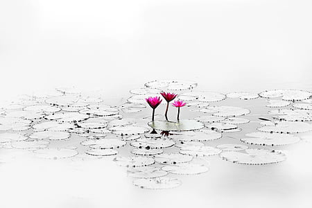 Lotus, blomma, lugnt, dammen, vattenverket, naturen