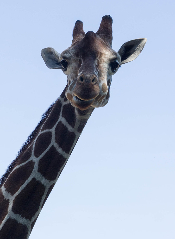 giraffe, eyes, fur, sky, neck, animal, head
