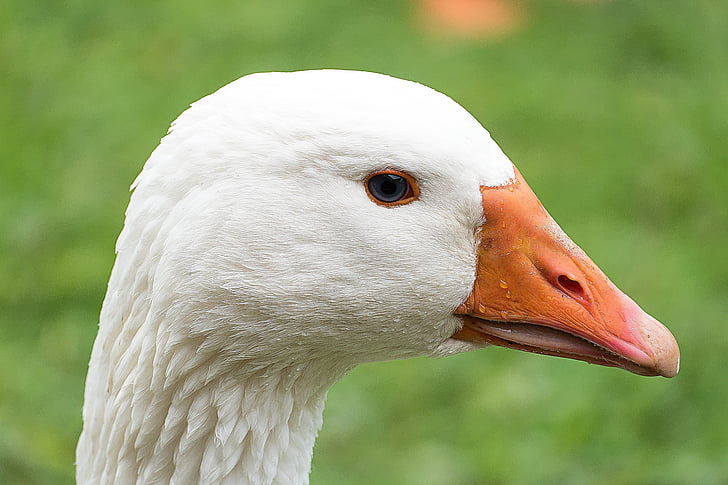 animal, bird, close-up, goose, macro, white