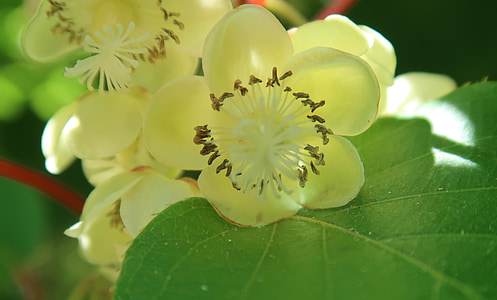 bunga, Kiwi, berbunga, musim semi, cabang, Flora, alam