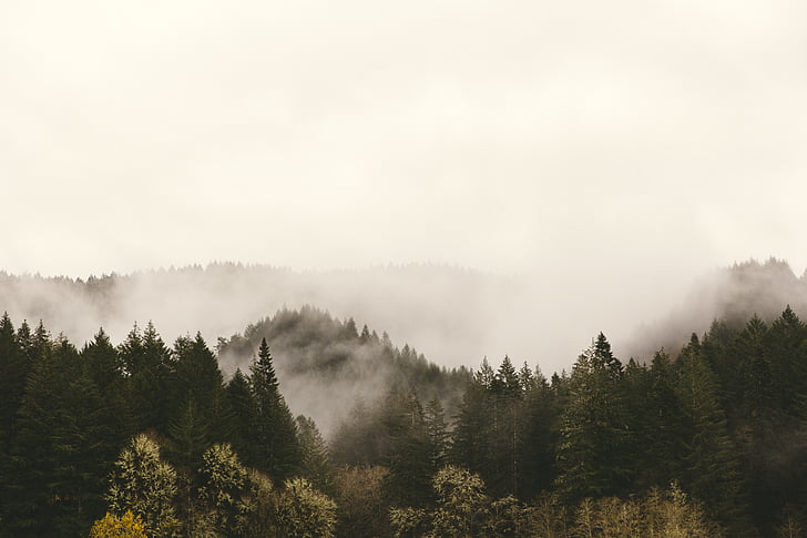 sương mù, rừng, rừng thường xanh, sương mù, cây, Thiên nhiên, yên bình