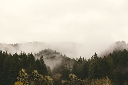 magla, šuma, zimzelenom šumom, maglovito, drvo, priroda, mir