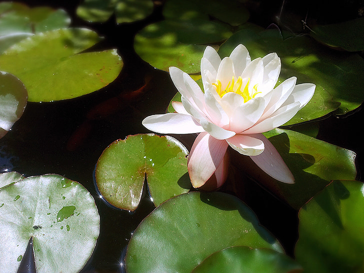 Водяная лилия, цветок в воде, растения, цветок, Природа, воды, Zen