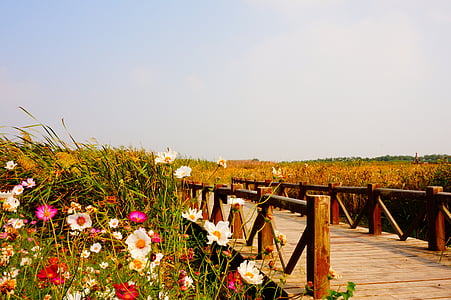 мост, пейзаж, Полевые цветы, Природа, цветок, Лето, желтый