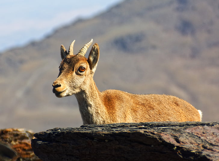 animal, mouflon, wild, nature, sierra nevada, wildlife photography