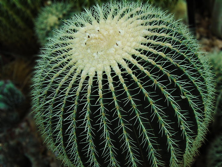 cactussen, woestijn, Cactus, stekelig, Botanische, patroon, Mexico