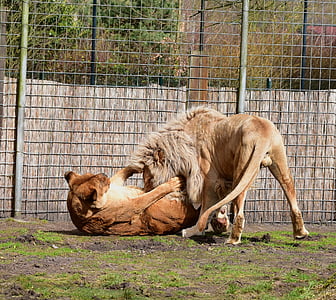 Leão, casal de leões, luta, jogar, jardim zoológico, peles, animal