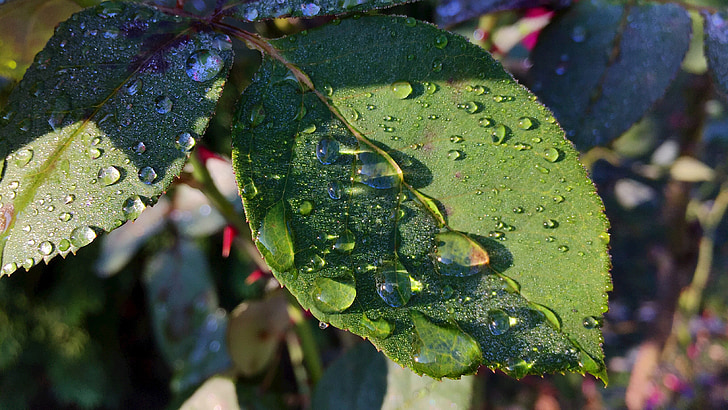 foliage, dew, nature, caul, rose, in the morning